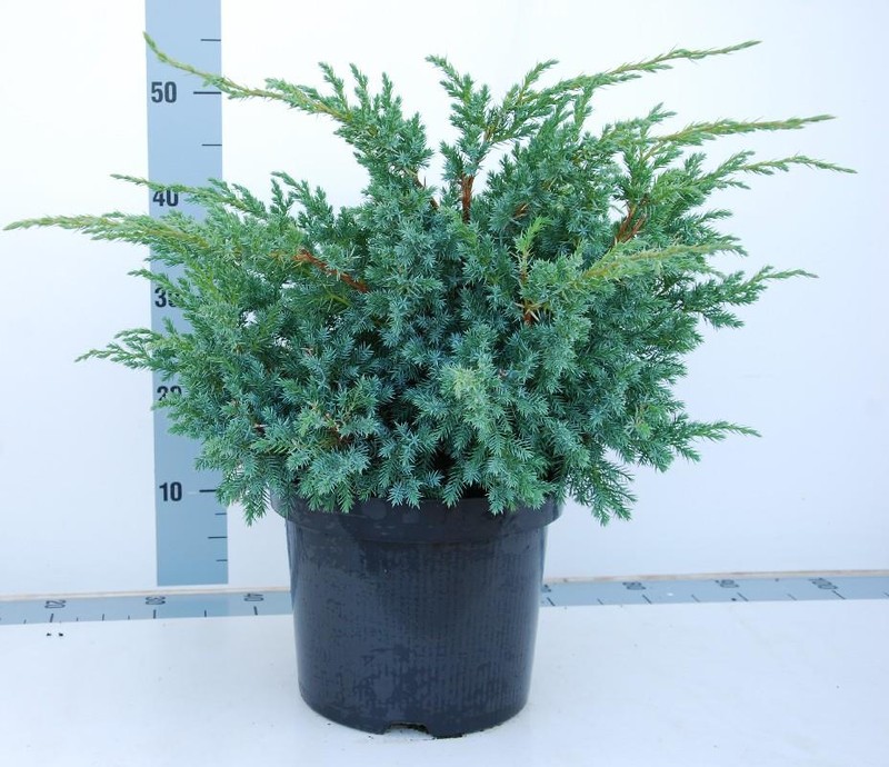 Можжевельник чешуйчатый Блю Свид